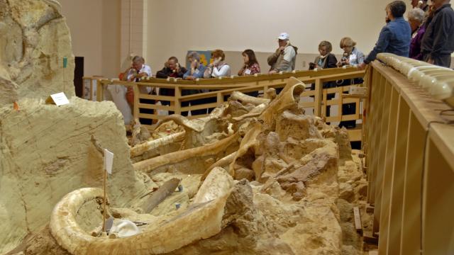 The Mammoth Site of Hot Springs